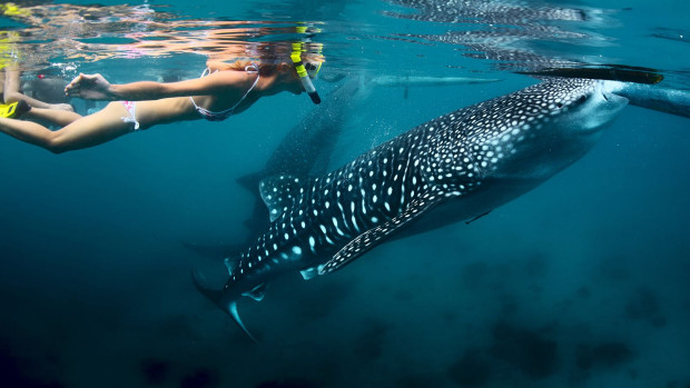 150605123259 whale shark oslob