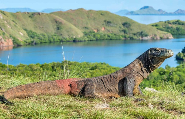 Indonesia Komodo Dragon Conservation20