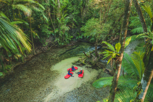 Travel Answers Group. Australia. Daintree Rainforest