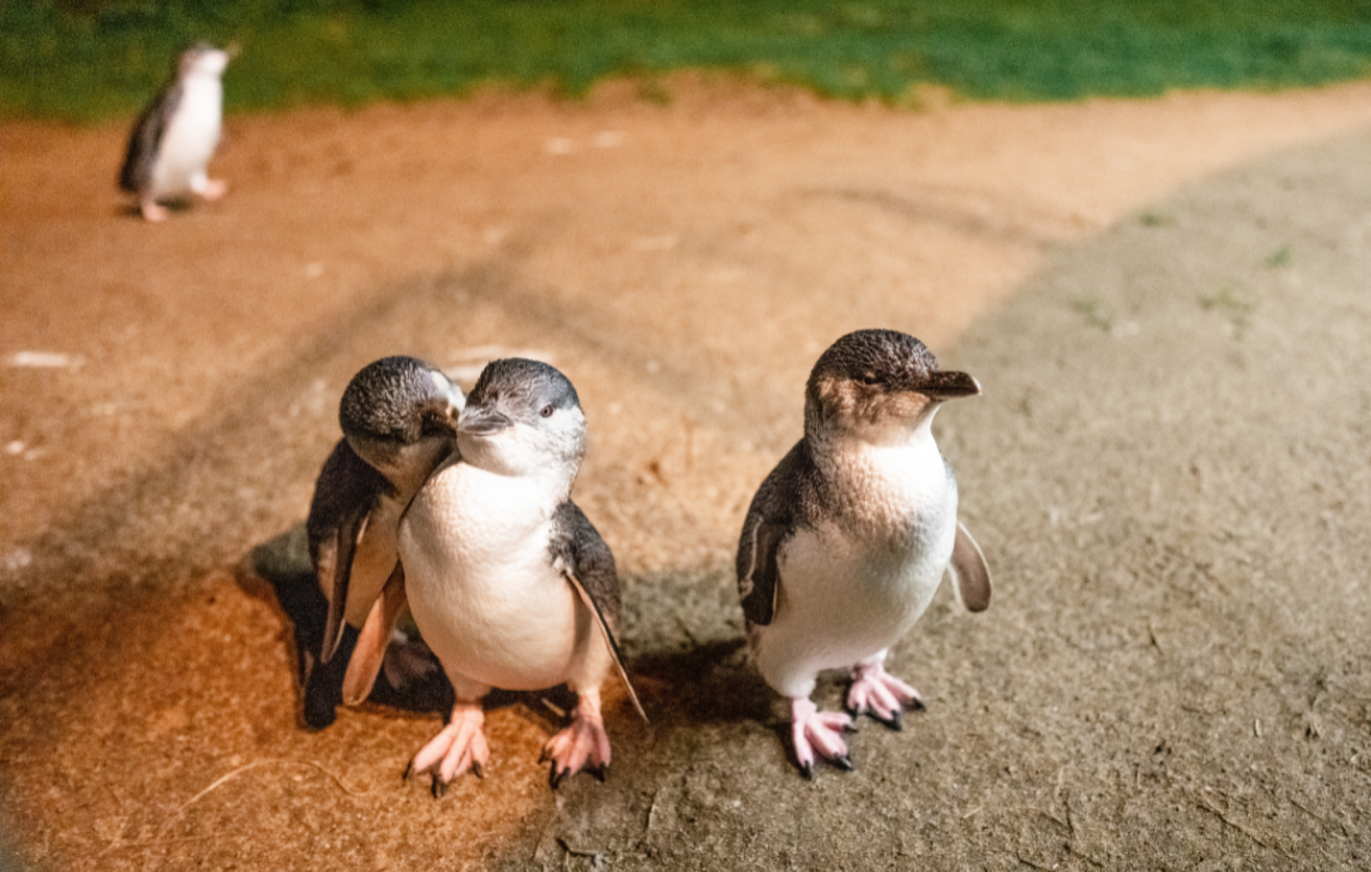 Travel Answers Group. Phillip Island Penguins. Victoria