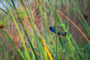 Botswana African Birdlife AdobeStock 2054157836 c.Tony Campbell