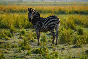 Botswana Chobe Zebra AdobeStock 2014496367