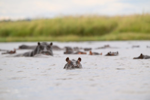 Botswana Hippo AdobeStock 2091239592 c.Tony Campbell