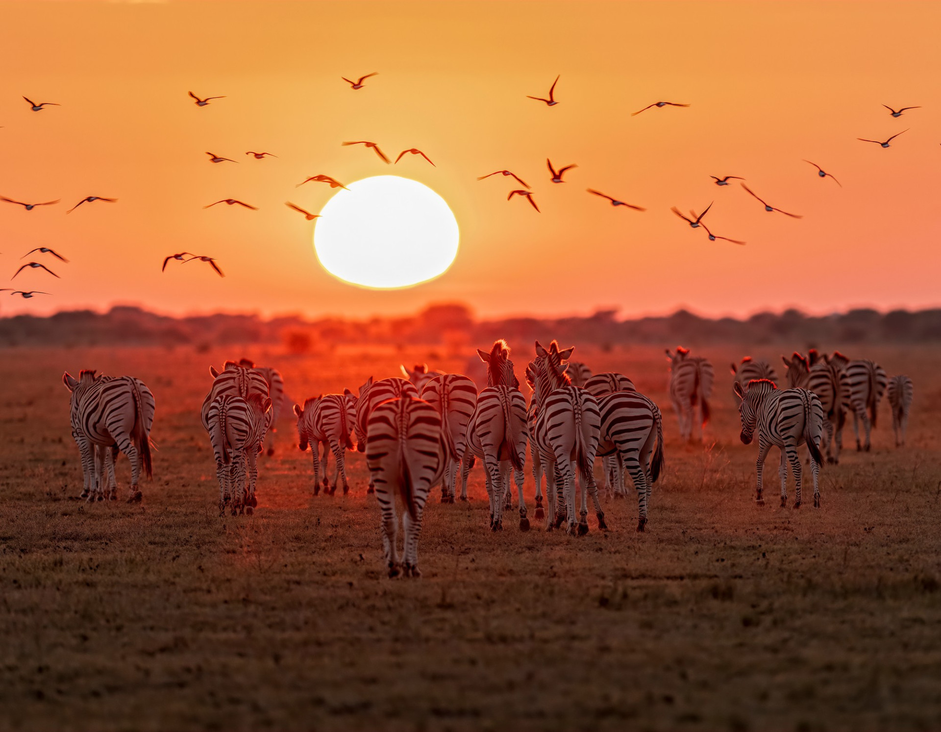 Botswana Morning Game drive AdobeStock 304069979 c.Brian Divelbiss