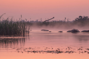 Chobe NP Hippo at Sunset AdobeStock 2029713967