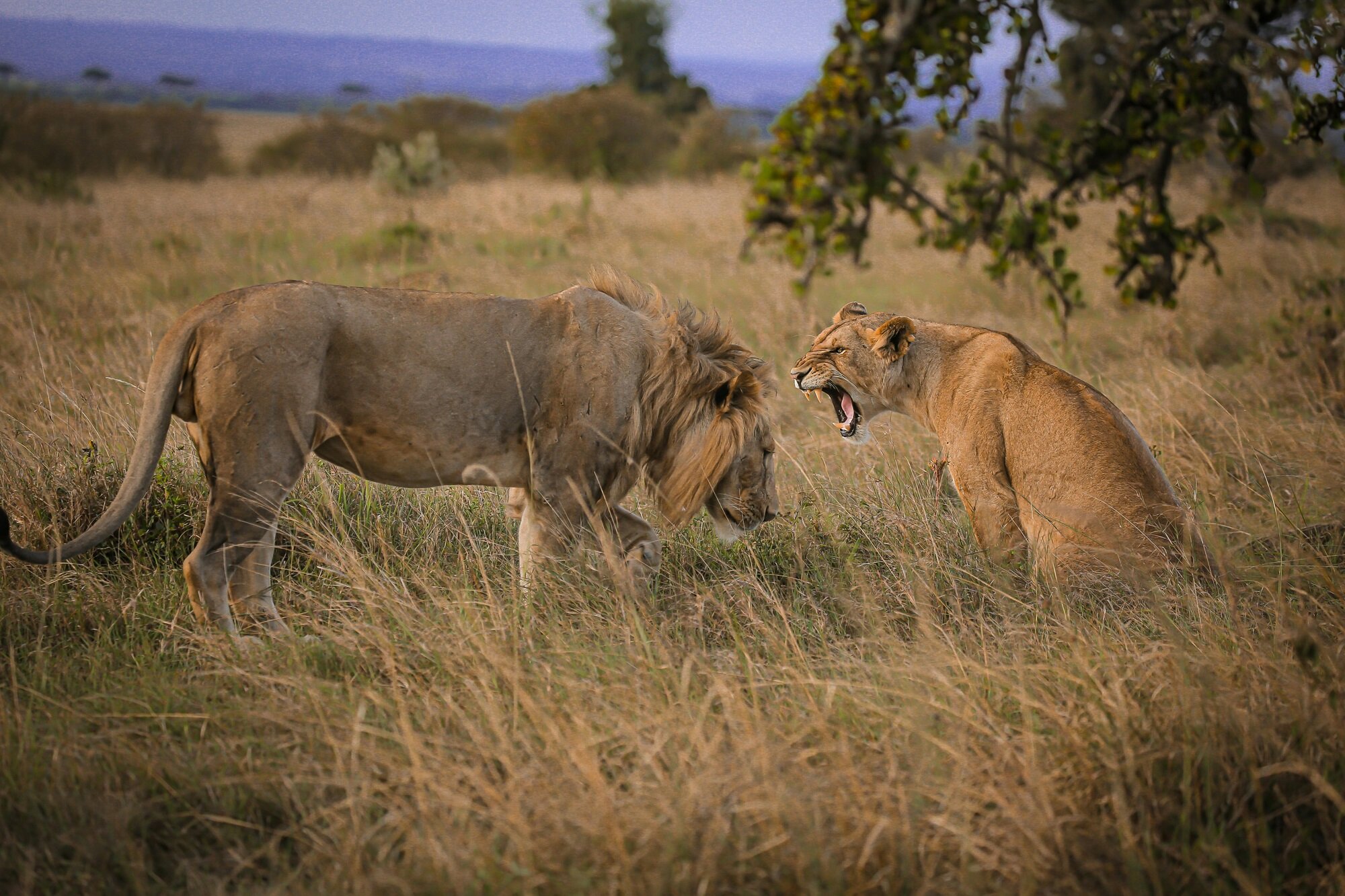Kenya Safari Trio -Amboseli, Samburu & Masai Mara