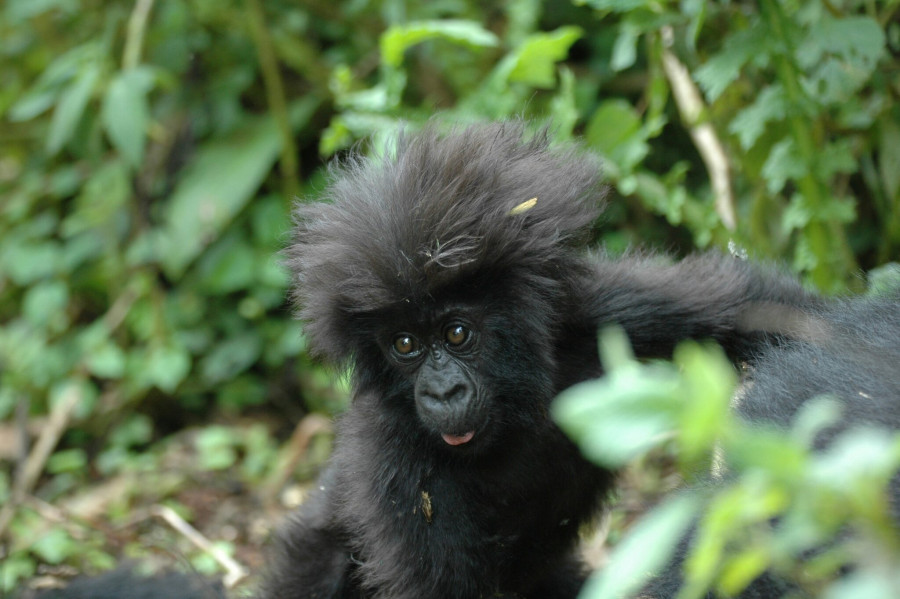 Rwanda Primate Safari -Gorilla & Chimpanzee Trek
