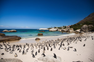 Boulders Beach AdobeStock 1907409879 c.romanslavik.com