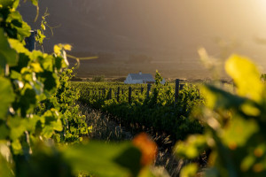 Franschhoek Valley AdobeStock 827925626 c.Remo Peer