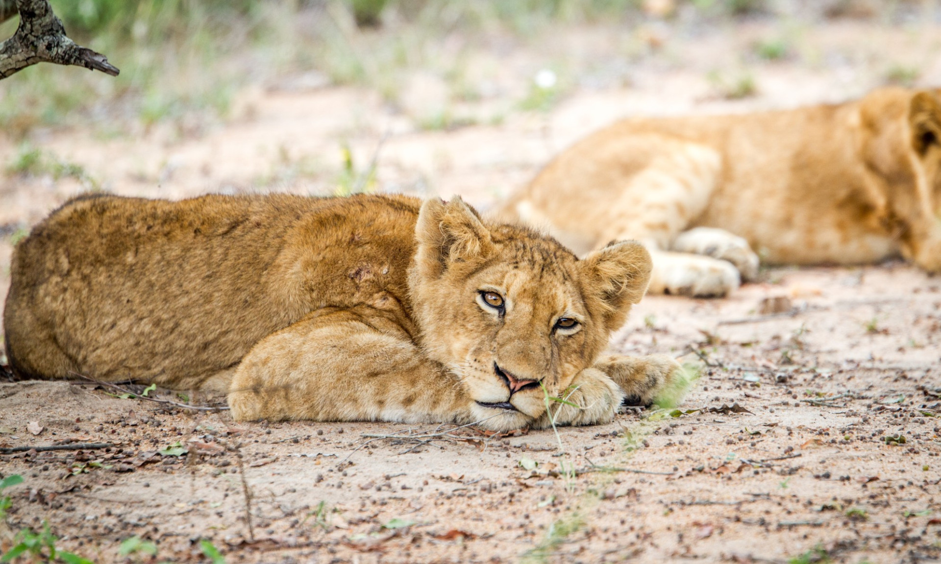 Lion Cub Kapama Game Reserve AdobeStock 109311478 c.simoneemanphoto