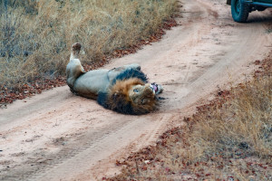 Male Lion Kapama Game Reserve AdobeStock 226801049 c.KODAKovic