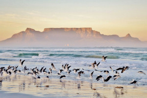 Table Mountain Cape Town AdobeStock 97999097 c.lehmannw