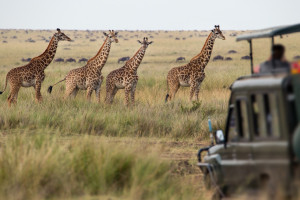 Giraffes on Savannah iStock 941491662 c.mantaphoto R