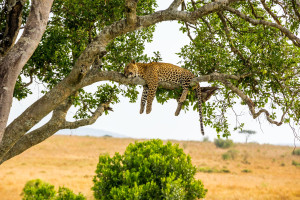 Leopard Sleeping Tanzania iStock 594025408 c.1001slide R