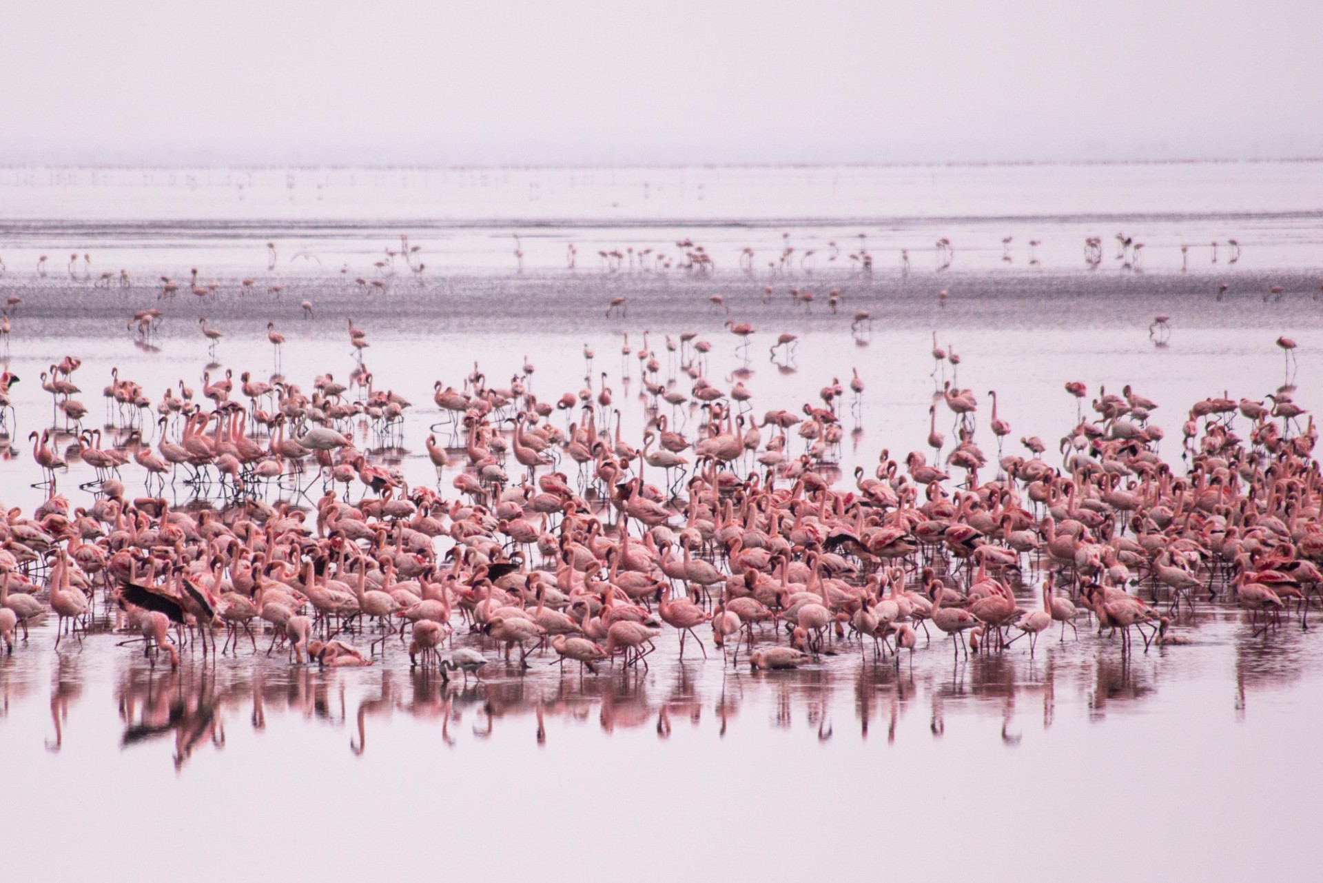 Manyara Lake National Park shutterstock 1006662904 c.Sun Shine R