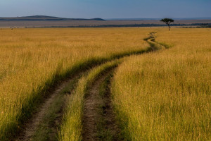 Masai Mara shutterstock 2510771615 c.Emily Marie Wilson R