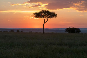 Masai Mara shutterstock 2510771617 c.Emily Marie Wilson R