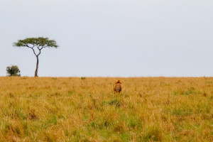 Serengeti NP shutterstock 2678097691 c.MP Foto R