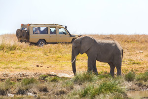 Tanzania African Elephang shutterstock 2485810477 c. Kjetil Kolbjornsrud R
