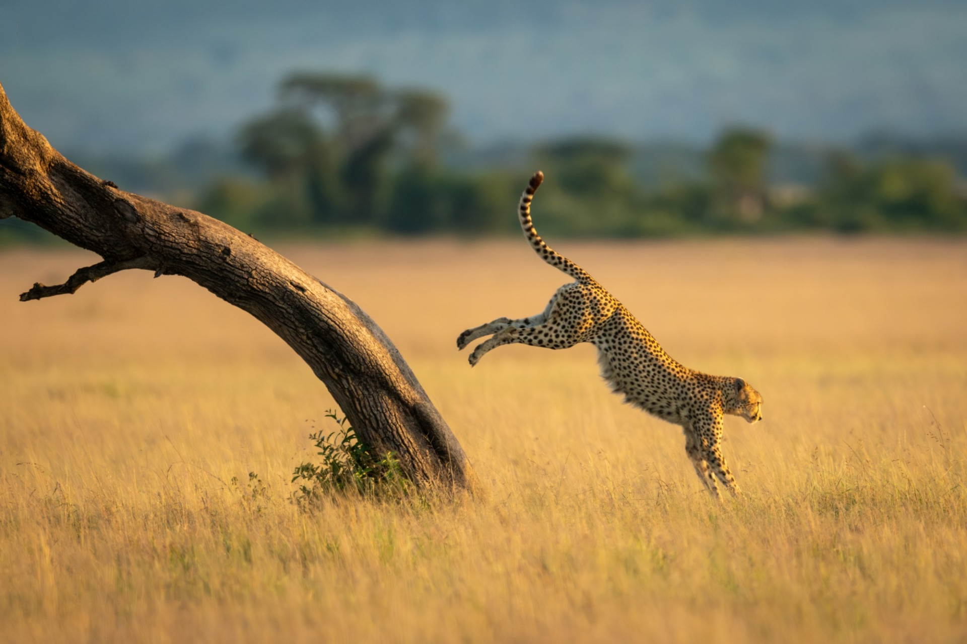 Tanzania Cheetah shutterstock 2446203573 c.Nick Dale Photo R