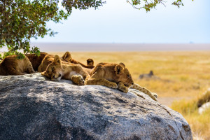 Tanzania Lions on Rock shutterstock 1799457607 c.Simon Dannhauer R