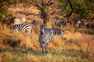 Tanzania Zebra shutterstock 2645502305 c.Olivier Coissard R