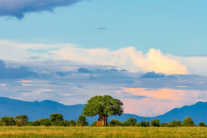 Tarangire NP shutterstock 2019015146 c.Wirestock Creators R