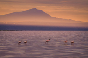 Lake Natron Tanzania iStock 2218694934 c.JOY PAN R