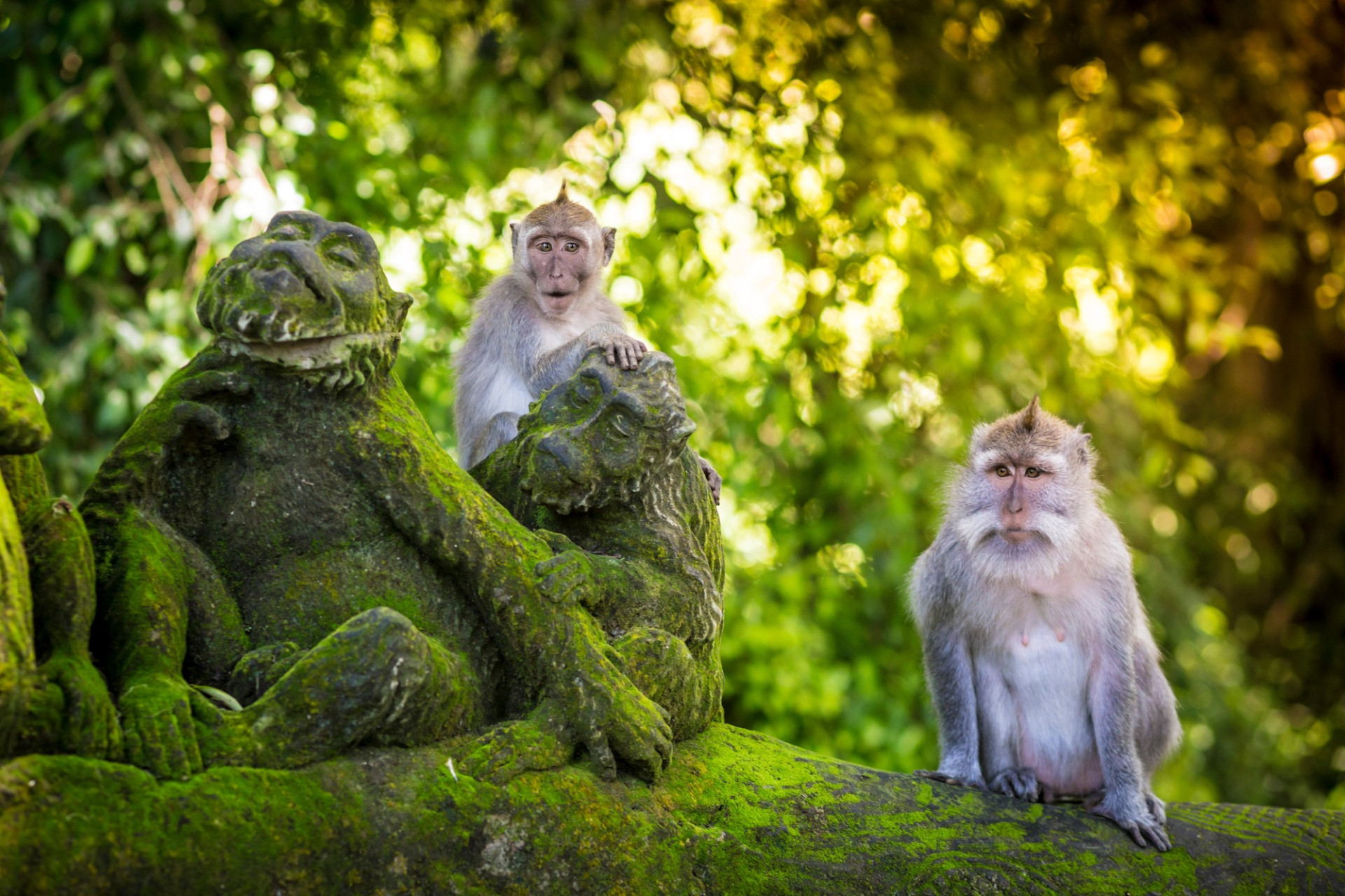 Monkey Forest BaliAdobeStock 79139482 c.truphotovideo