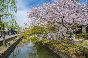 Kurashiki spring scenery along the Kurashiki River in the Kurashiki Bikan District Japan shutterstock 2777163697 web