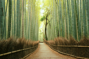 Kyoto Arashiyama Bamboo Forest Japan iStock 598073336 web