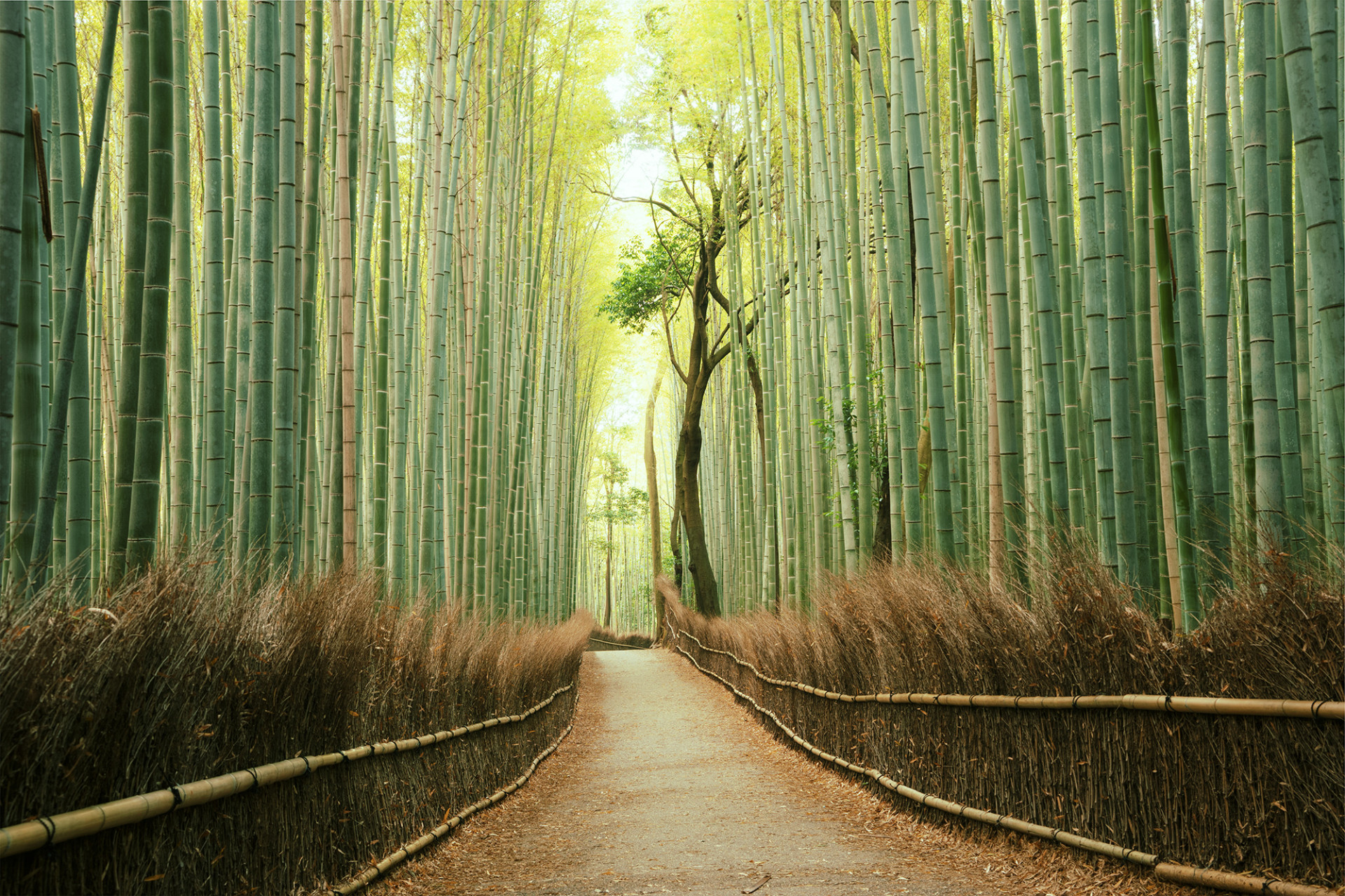 Arashiyama Bamboo Forest, Kyoto