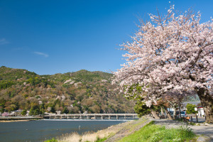 Kyoto Togetsu Bridge with spring cherry blossoms Katsura River Arashiyama District Ukyo Ward Japan AdobeStock 589194905 web