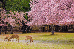 Nara cherry blossoms and deer in Tobihino Nara Japan spring iStock 1449771447 web