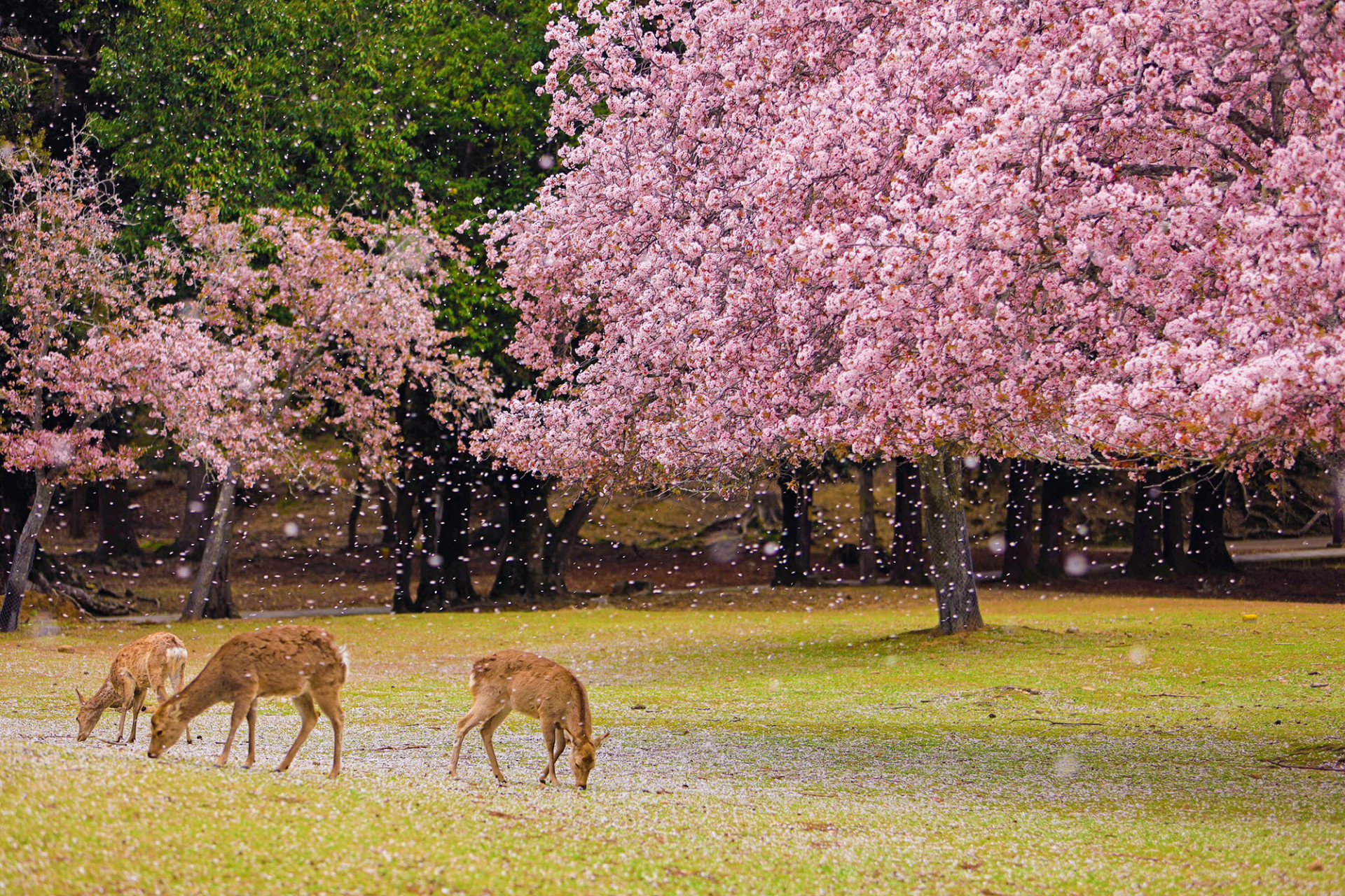 Nara in sakura season