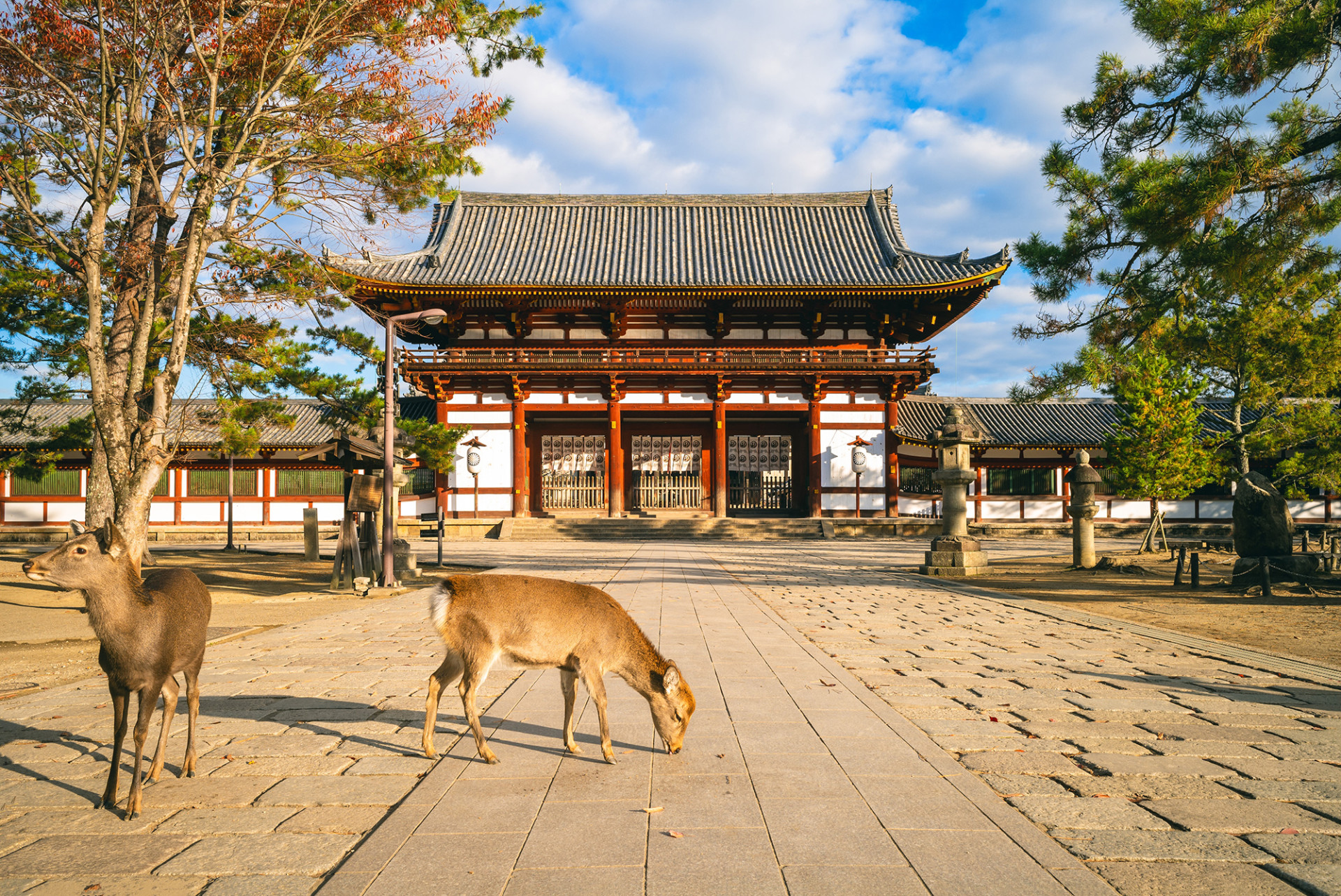 Nara Park