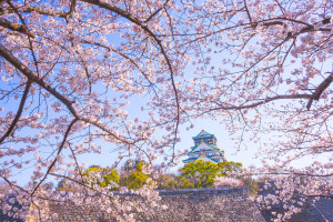 Osaka Castle sakura spring season Japan iStock 1009857676 web