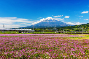 Shinkansen with Mt Fuji and shibazakura Japan AdobeStock 164060753 web