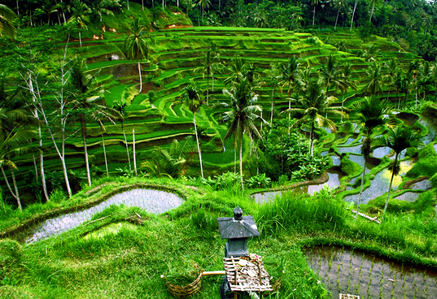 Perfect Week in Bali -Seminyak & Ubud