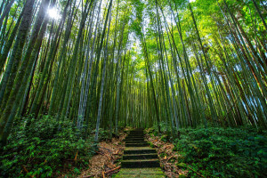 Alishan Dinghu Eco Park.jpg R