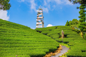 Chiayi Tea Plantation.jpg R