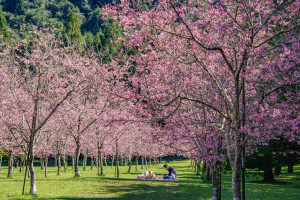 Formosan Aboriginal Culture Village Cherry Blossom Park.jpg R