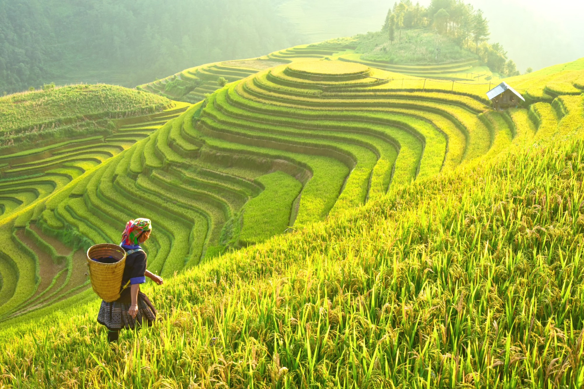 Mu Cang Chai Rice Fields