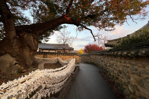 The Wishing Tree Andong Hahoe Folk Village shutterstock 2585467679 c.Travel Telly