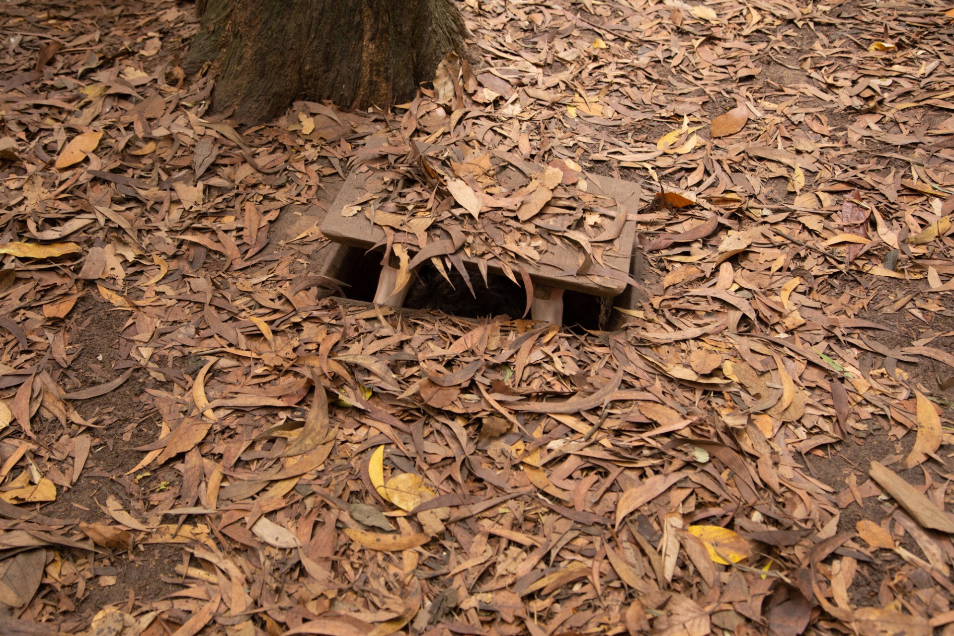 Cu Chi Tunnel Entrance AdobeStock 763679723 c.Joao Paulo V Tinoco