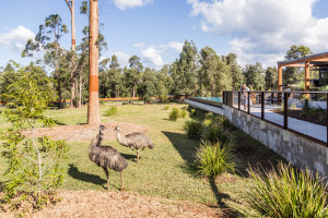 153109 2022 SC Beerwah AustraliaZoo Kri 19