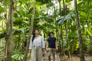 Daintree Rainforest R