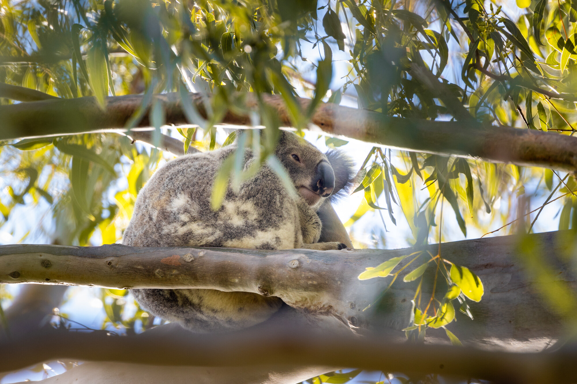 Australia East Coast Luxury - Brisbane, Hayman Island & Sydney