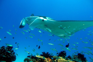 Lady Elliot Island 011 575