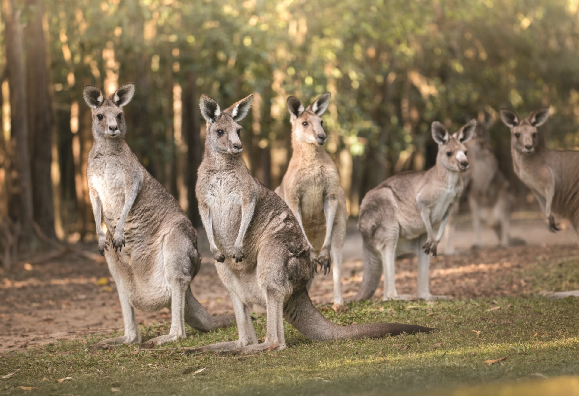 Australia Zoo Easterngreykangaroos R